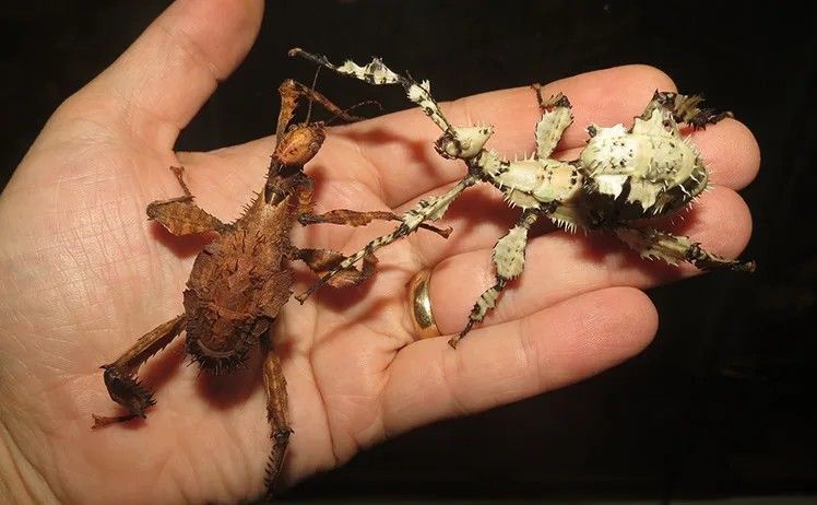 Giant Australian Spiny Stick Bugs Lichen Morph AND OTHERS