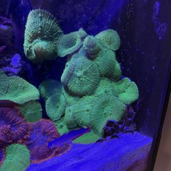 Fake Green Mushroom Coral With Rock 