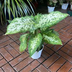 Dieffenbachia Plant 