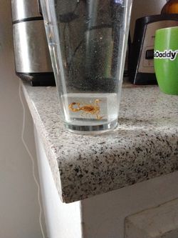 Vintage GAG JOKE Bugs In Ice cubes 