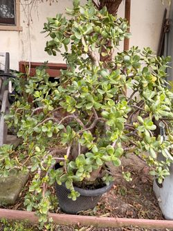 Jade Tree