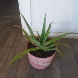 Aloe Vera Plant