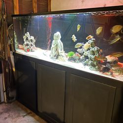 180 Gallon Fish Tank 