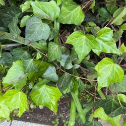 Ivy Plants In A Pot Decorative 