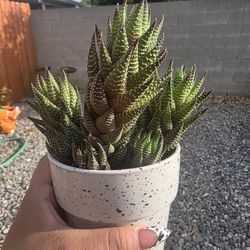 HAWORTHIA SUCCULENT CLIPPINGS