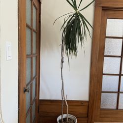 6ft Palm Plant