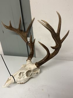 European Mounts