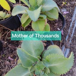 Mother Of Thousands Potted Plants