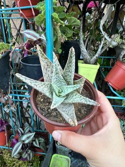 Small Plant