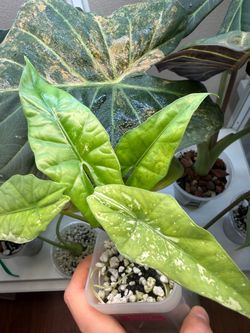 Simpo albo alocasia CORMS