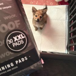 Puppy Pads 30 Pad 