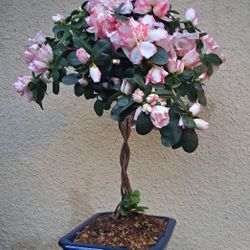 Azelea Bonsa's 