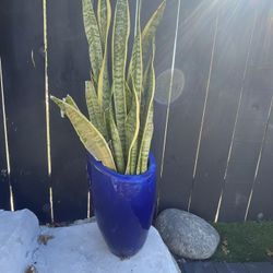 Potted Snake Plant 2ft+