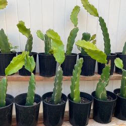 Areca Palms, Dragon Fruits , Jade Plants And Other Plants