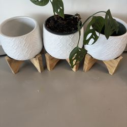 3 Pots + Plant