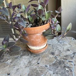 Purple Wandering Jew Plant