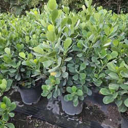 clusias   15g   huge 