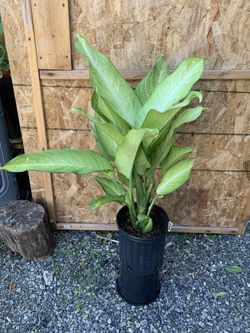 Indoor Plant