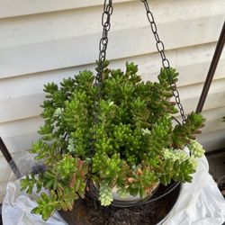 Jelly Bean Plant