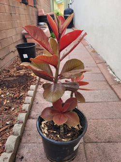 African Milk Bush