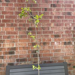 Mature Fruiting Persimmon Tree 