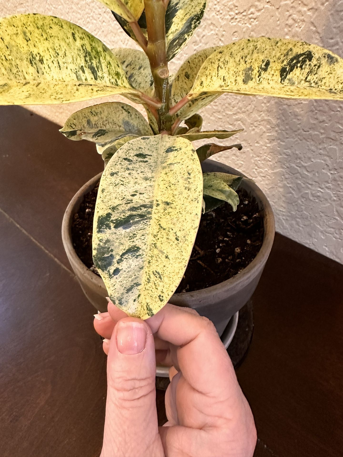 Live Moonshine Rubber Tree Plant With Terracotta Pot & Saucer (Please Read Full Description)