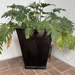 Plant With Pot 