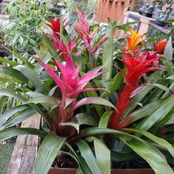 Bromeliads Sale‼️$10🌱🌺