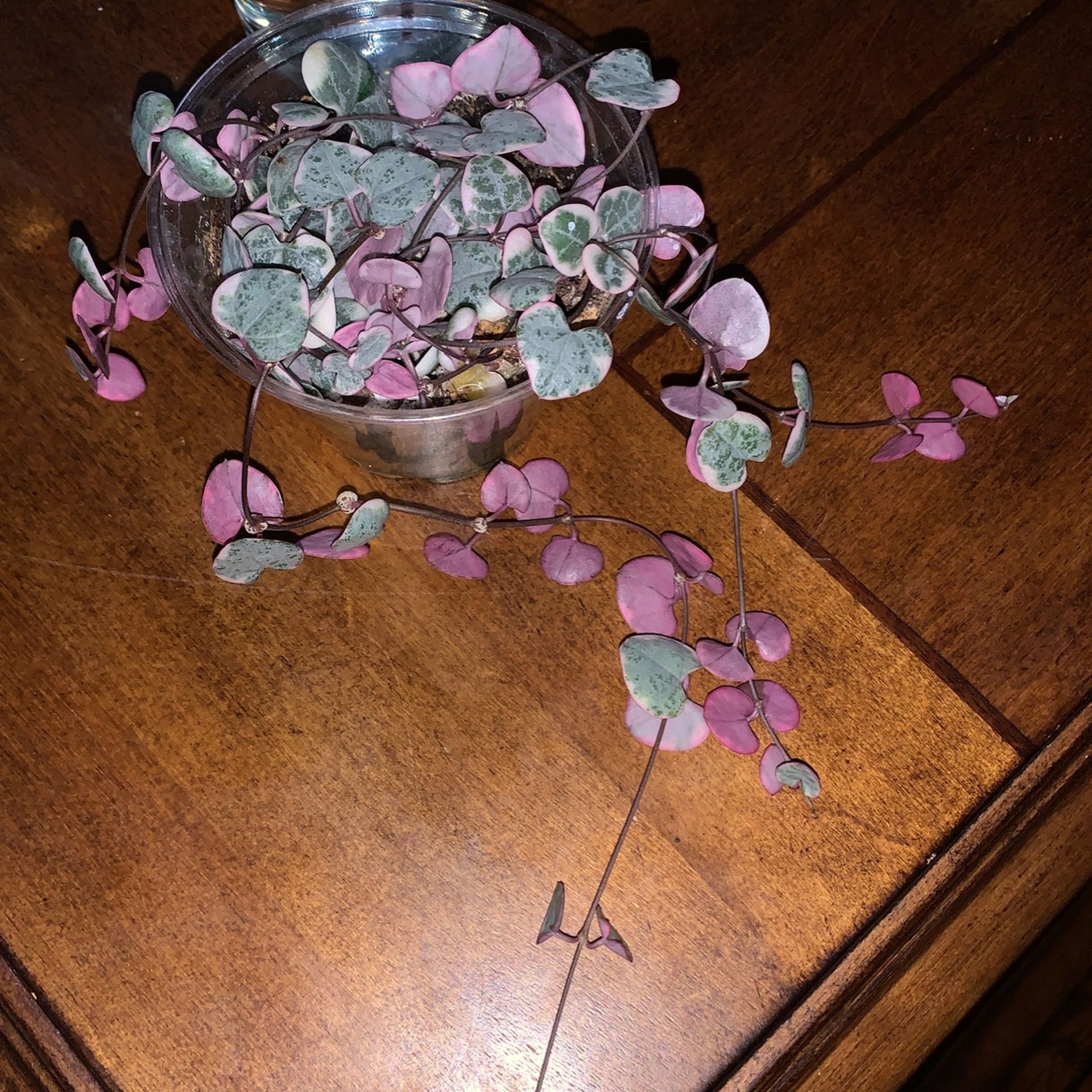 Variegated String Of Hearts Plant
