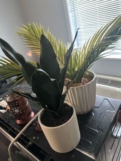 Decoration plants
