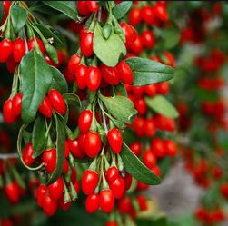 Goji Berry Plants