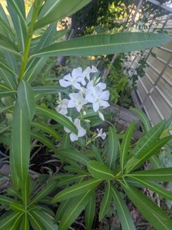 White Oleander