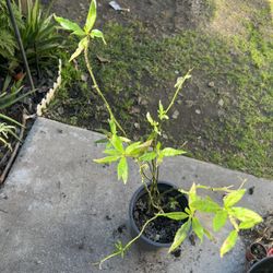 Mature Mexican Tropical Milkweed Plant For Monarch Butterflies 