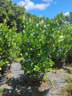 Clusia Hedges 15gl 5'ft 🏡 Sale!