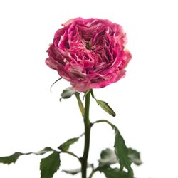 Rare European, Japan rose plants, Brujas