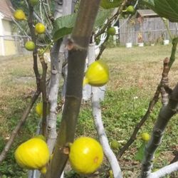 Yellow Fig Tree 