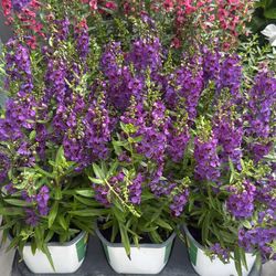 Hanging Baskets, Plants, and Trees