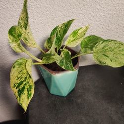 Very Pretty Marble Pothos Plants,  Several Pots