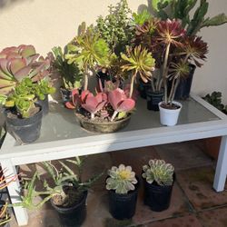 Succulents