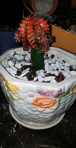 Cactus