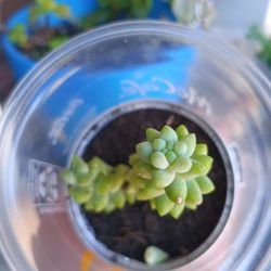 Plants 