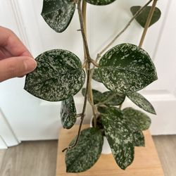 Hoya Carnosa Freckles Splash Cutting