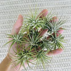 Mini Tillandsia Ionantha Air Plants 