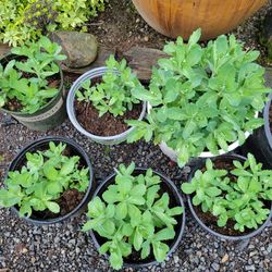Sedum Autumn Joy-sun Perennial