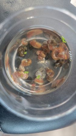 Pink Ramshorn Snail Aquarium Decor