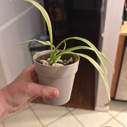 Spider Plant Cuttings 