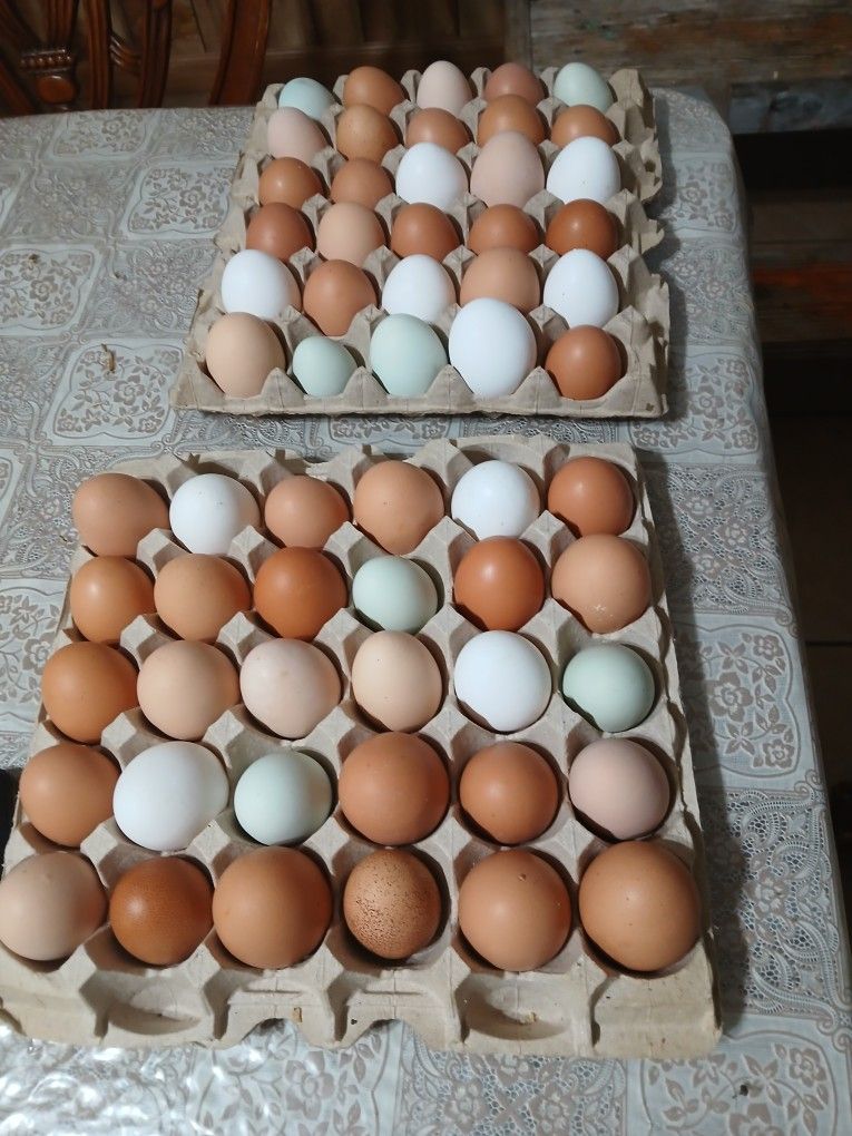 Fresh Eggs  Huevos Frescos