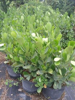 Claudia on sale! 3'ft $13