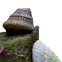 Saltwater Astrea Turbo Snail