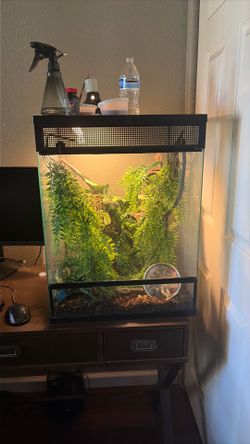 Crested gecko whole set up